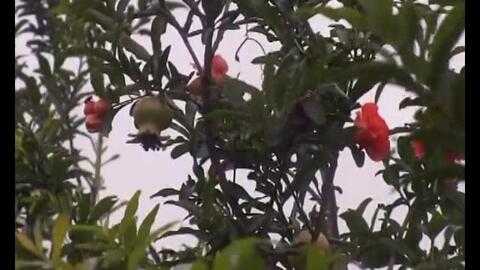 巧种茯苓有妙招，老把式也讲科学增收