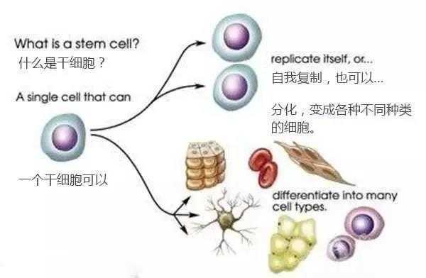 干细胞技术新突破，这些疾病治疗迎来曙光-第2张图片-正海烽科技 - 领先的只能推广行业，智能制造解决方案提供商