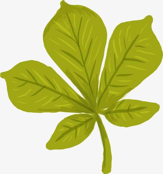 当AI成为你的植物百科全书：树叶识别背后的黑科技