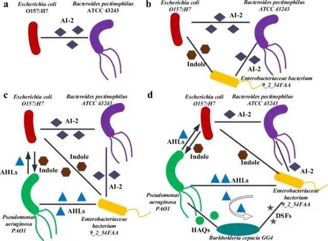 当人工智能遇上微生物：解码肠道里的数字宇宙