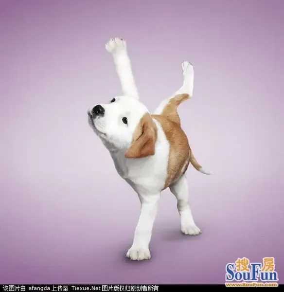 当你的健身搭子是只AI机器狗