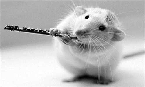 当老鼠遇上AI：从表情破译到机器伴侣的奇幻之旅