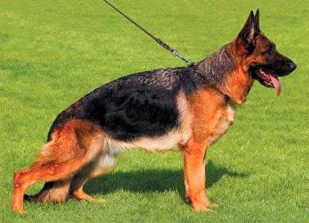 德牧养护全攻略：从幼犬到家到健康成年的贴心指南