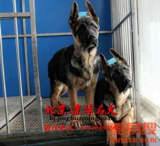 德牧养护全攻略：从幼犬到家到健康成年的贴心指南