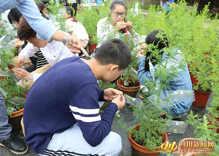 想学菊花嫁接却怕活不了？老师傅手把手教你几招保成活