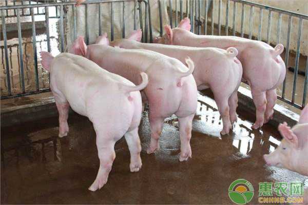 想找猪场配种技术员招聘信息？这份行业现状与求职指南请收好