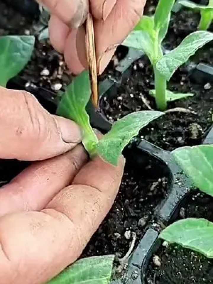 想要种好霸王花？这份“懒人”都学得会的实战路线图请收好