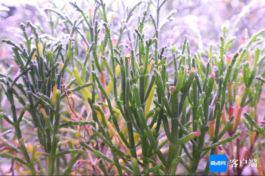 想要种好霸王花？这份“懒人”都学得会的实战路线图请收好