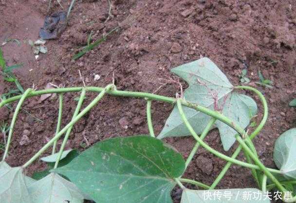想让红薯结得多又甜？这些窍门你得知道