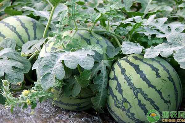 懒汉西瓜种植管理技术秘诀分享-第2张图片-正海烽科技 - 领先的只能推广行业，智能制造解决方案提供商