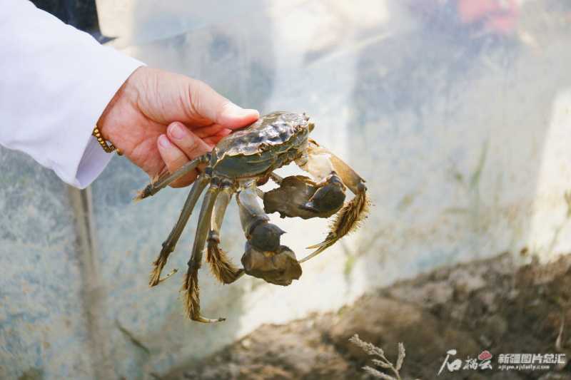 我的稻田蟹技术翻身仗:从亏本到亩赚五千的秘诀 我的稻田蟹技术翻身仗:从亏本到亩赚五千的秘诀