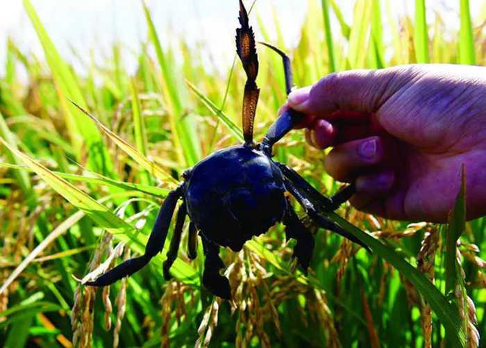 我的稻田蟹技术翻身仗:从亏本到亩赚五千的秘诀 我的稻田蟹技术翻身仗:从亏本到亩赚五千的秘诀