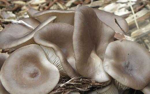 手把手教你平菇熟料栽培，让菌棒“熟”出好菇来