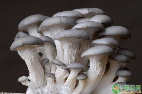 手把手教你平菇熟料栽培，让菌棒“熟”出好菇来