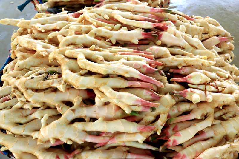 手把手教你种出脆嫩子姜，从选种到采收的全盘秘籍