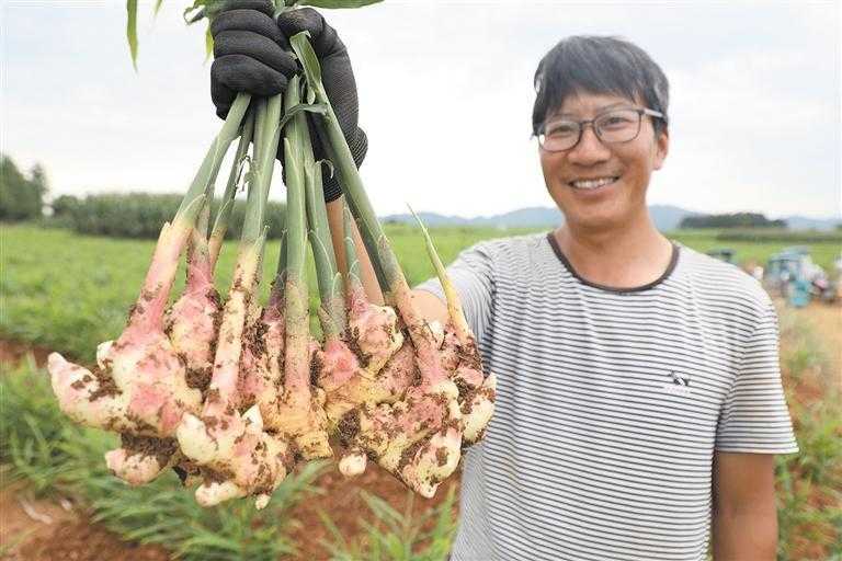 手把手教你种出脆嫩子姜，从选种到采收的全盘秘籍