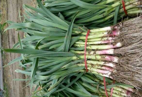 手把手教您红根蒜苗咋种才能长得好收成多