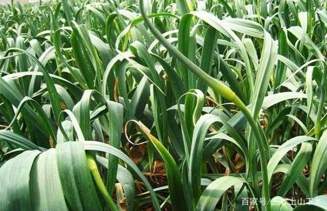 手把手教您红根蒜苗咋种才能长得好收成多