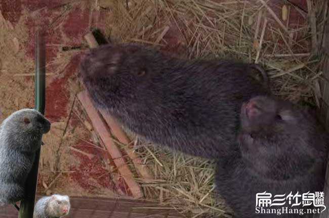 抓竹鼠技术秘传心法 抓竹鼠技术秘传心法