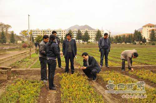 指尖上的绿色革命:现代苗圃管理技术让每一株苗木都拥有“智慧管家” 指尖上的绿色革命:现代苗圃管理技术让每一株苗木都拥有“智慧管家”