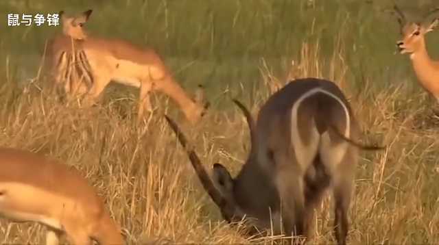 捕猎技艺全攻略