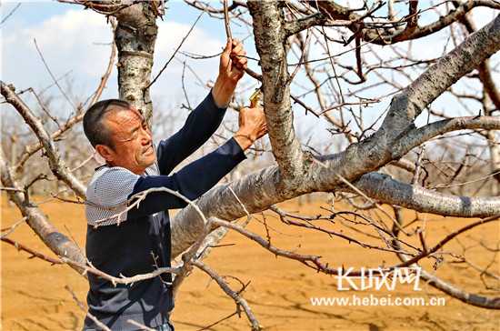 掌握桉树剪枝核心技术要求，让林木生长快、木材价值高